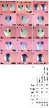 Expression Image Expression Image