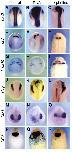 Expression Image Expression Image