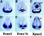 Expression Image Expression Image
