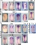 Expression Image Expression Image