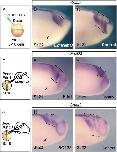 Expression Image Expression Image