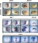 Expression Image Expression Image