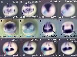 Expression Image Expression Image