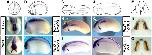 Expression Image Expression Image