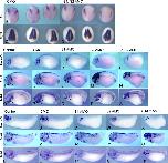 Expression Image Expression Image