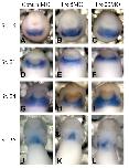 Expression Image Expression Image