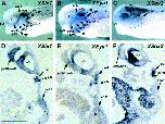 Expression Image Expression Image