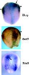 Expression Image Expression Image