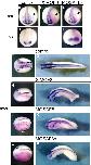 Expression Image Expression Image