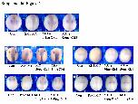 Expression Image Expression Image