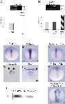 Expression Image Expression Image