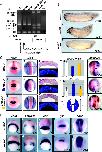 Expression Image Expression Image
