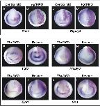 Expression Image Expression Image