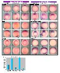 Expression Image Expression Image