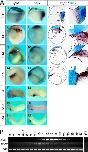 Expression Image Expression Image