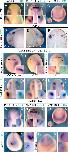 Expression Image Expression Image