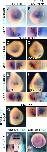 Expression Image Expression Image