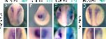 Expression Image Expression Image