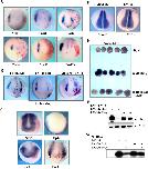 Expression Image Expression Image