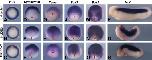 Expression Image Expression Image