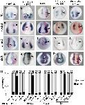 Expression Image Expression Image