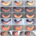 Expression Image Expression Image