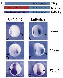 Expression Image Expression Image