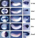 Expression Image Expression Image