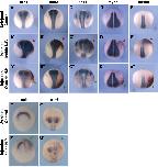 Expression Image Expression Image