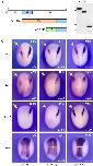 Expression Image Expression Image