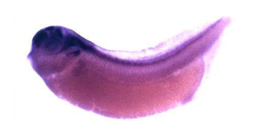 Image for Brändli Lab 2008
