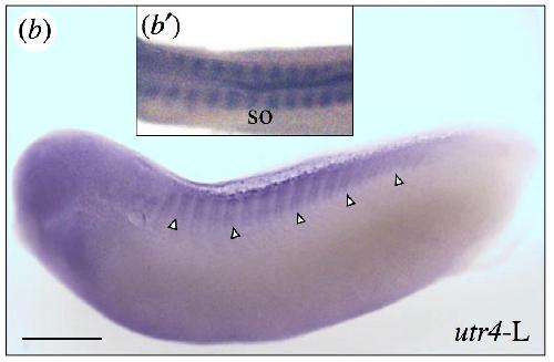 Manual Lit image for Xenopus