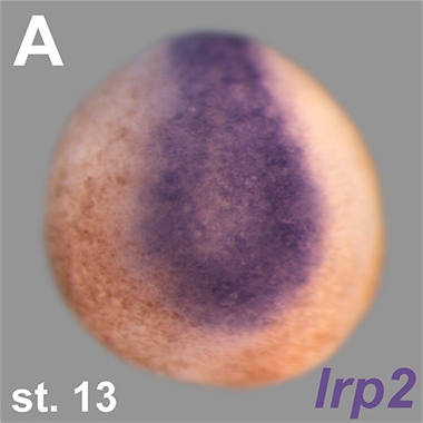 Xenopus gene image