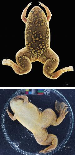 Manual Lit image for Xenopus