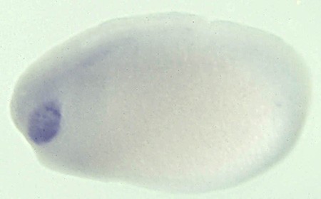 Xenopus visual system homeobox 1  / vsx1 gene expression in stage 25 embryo. Source: http://tropicalis.berkeley.edu/home/gene_expression/insitugallery/pages/vsx1-CX390686-25.html