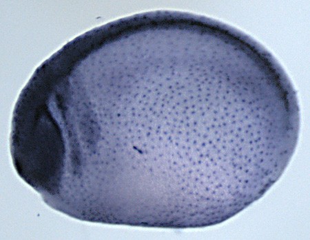 Xenopus tubulin, alpha 4b / tuba4b gene expression in stage 23 embryo.