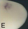 Xenopus gene image