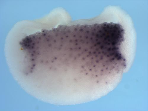 Xenopus cer1 / cerberus expression in stage 10.5 endoderm. Image by Scott Rankin and Aaron Zorn- copyright Zorn lab 2008.
