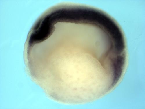Xenopus frizzled 2 / frz2 expression in bisected stage 17 embryo. Image by Scott Rankin and Aaron Zorn- copyright Zorn lab, 2008.