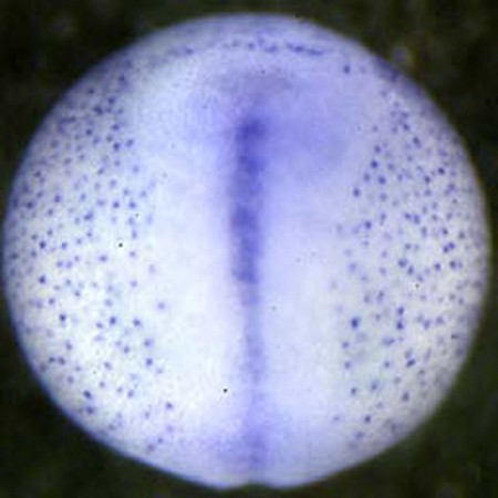 Xenopus fuz expression assayed by in situ hybridization. Dorsal view of stage 15 embryo.