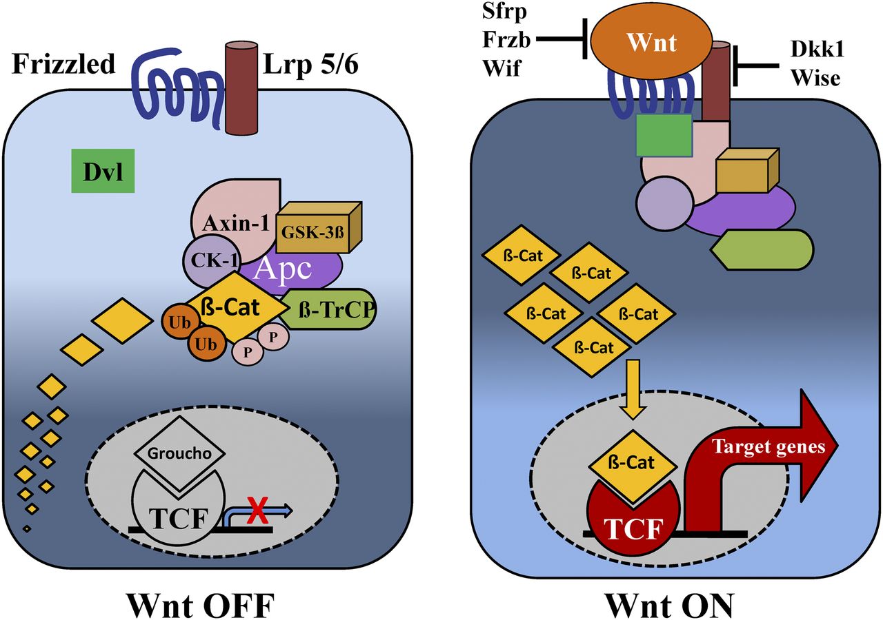 de Lau W et al. (2014), The R-spondin/Lgr5/Rnf43 module: regulator of W... - Paper de Lau W et al. (2014), The R-spondin/Lgr5/Rnf43 module: regulator of W... - Paper