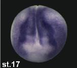 Expression Image