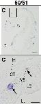 Expression Image