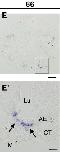 Expression Image
