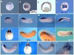 Expression Image Expression Image