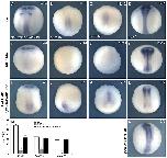 Expression Image