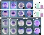 Expression Image