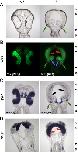 Expression Image Expression Image
