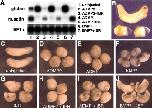 Expression Image