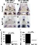 Expression Image